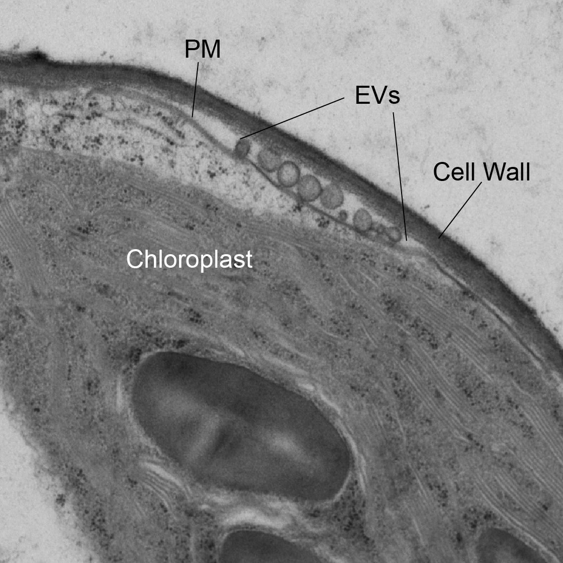 EVs inside AT cell