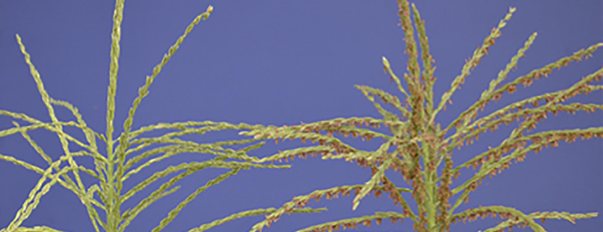 PhasiRNA Biogenesis dcls banner